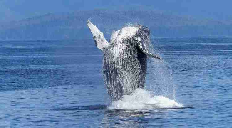 ftx惊爆“案中案”：有人被指曾利用ftx漏洞进行市场操纵获利数亿美元